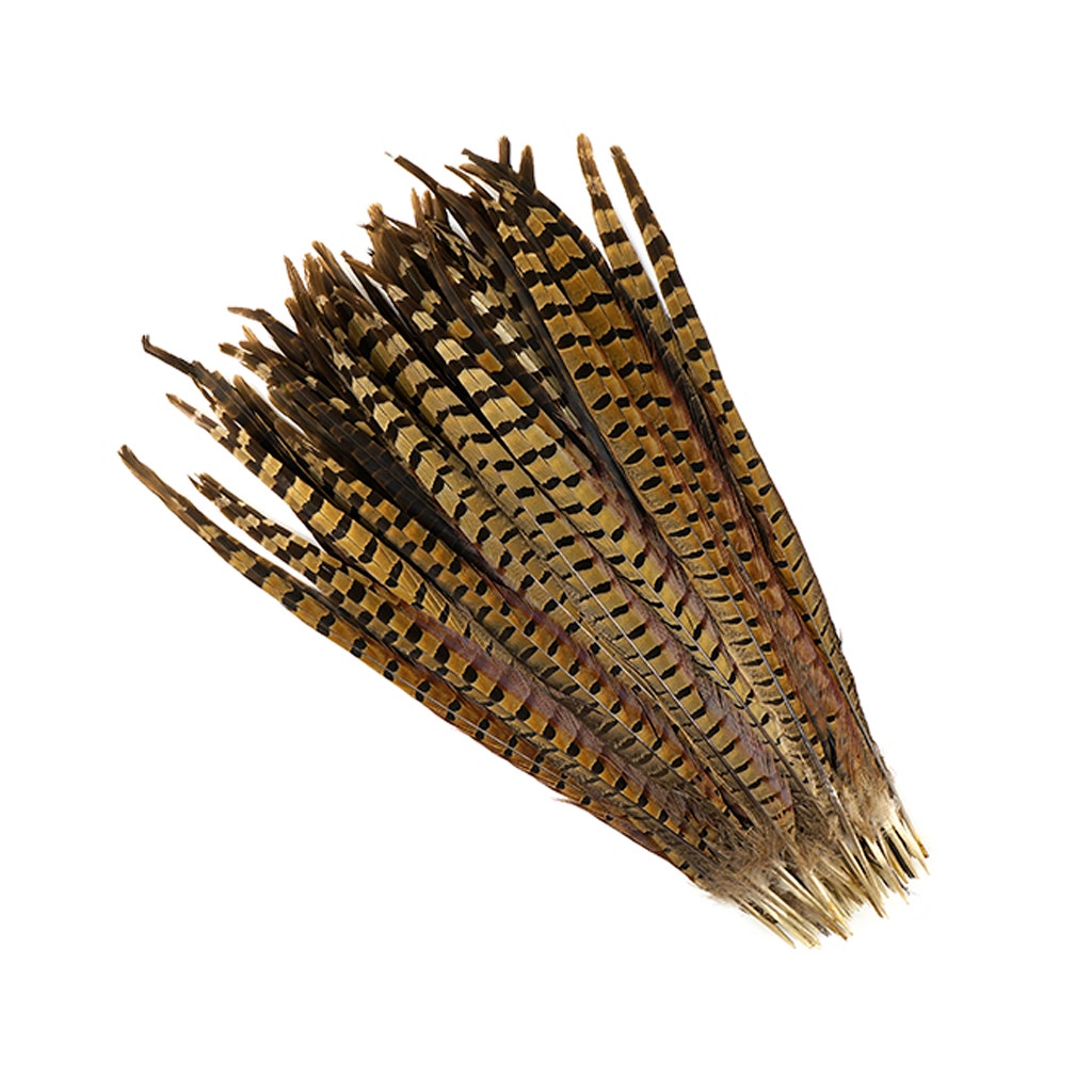 Ringneck Pheasant Feathers