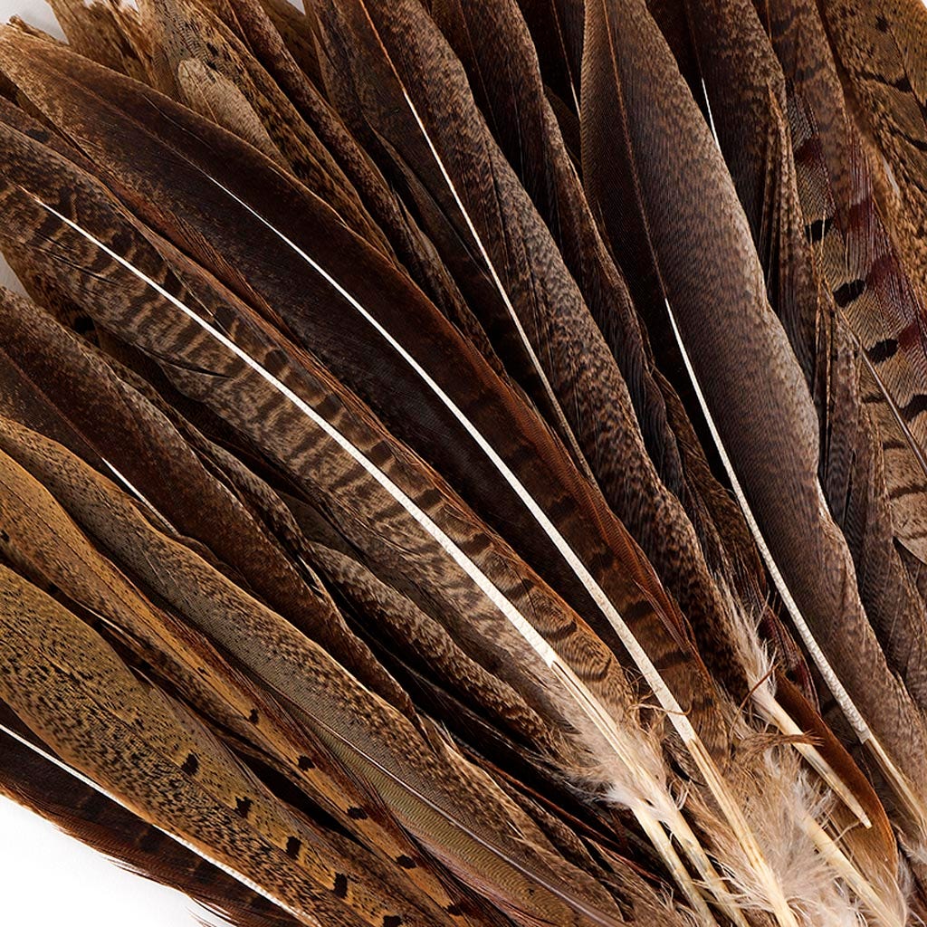 Ringneck Pheasant Tails Parried - Natural-8-10"