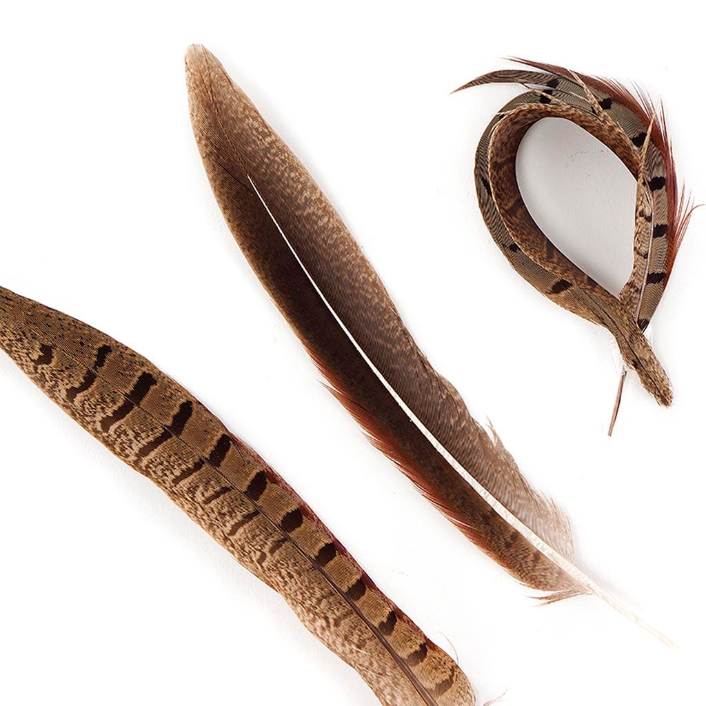 Ringneck Pheasant Tails Parried - Natural-6-8"