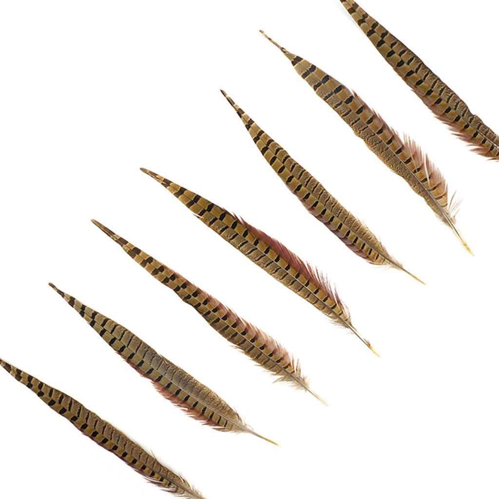 10 PC/PKG RINGNECK PHEASANT TAILS 12-14" - NATURAL