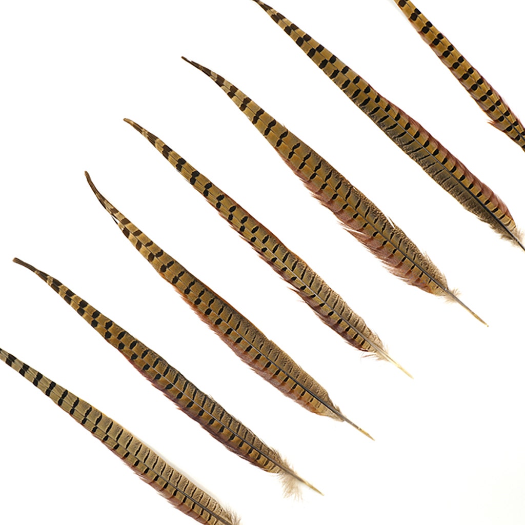 10 PC/PKG RINGNECK PHEASANT TAILS 16-18" - NATURAL