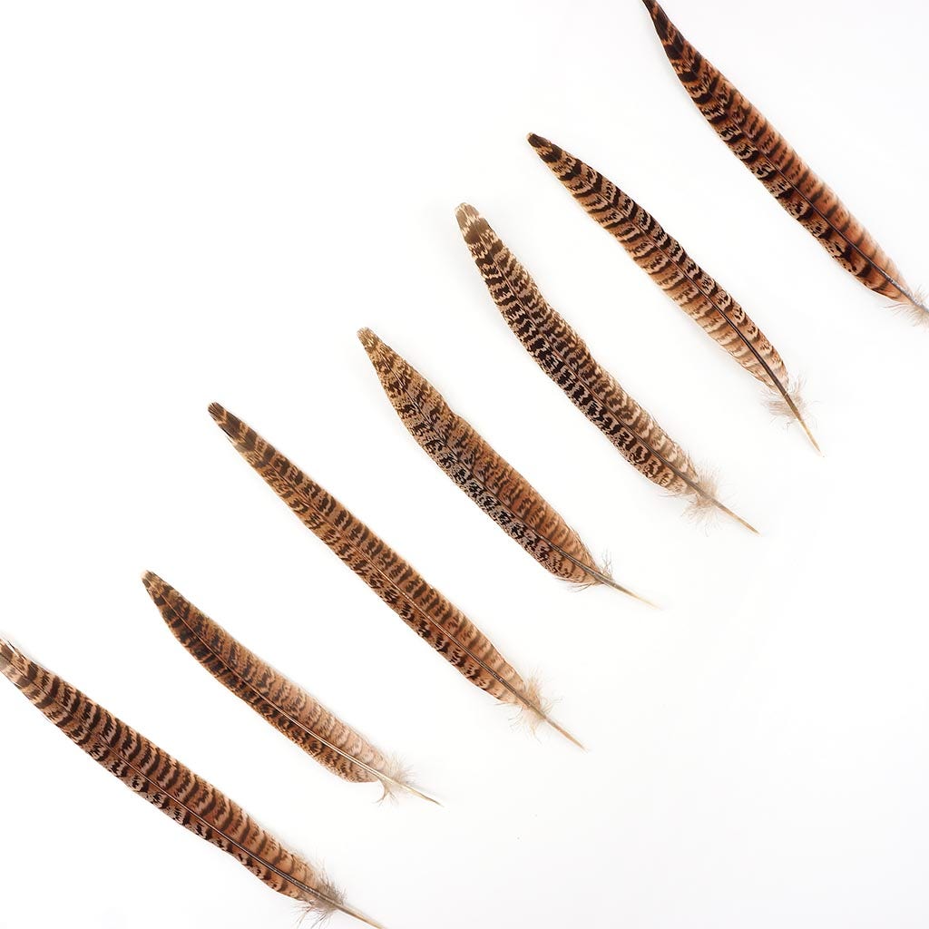 Female Ringneck Pheasant Tails - Natural - 8 - 10"