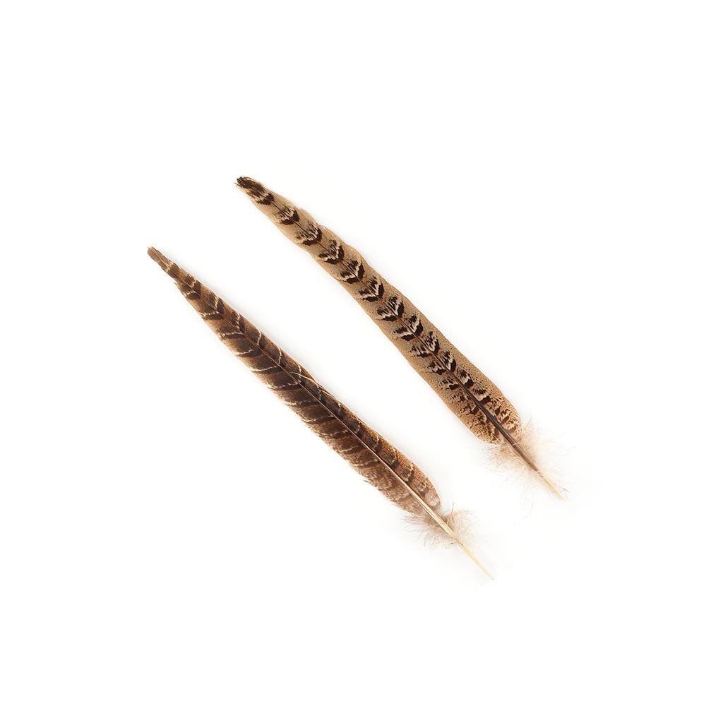 Female Ringneck Pheasant Tails - Natural -10 - 12" (100pcs)