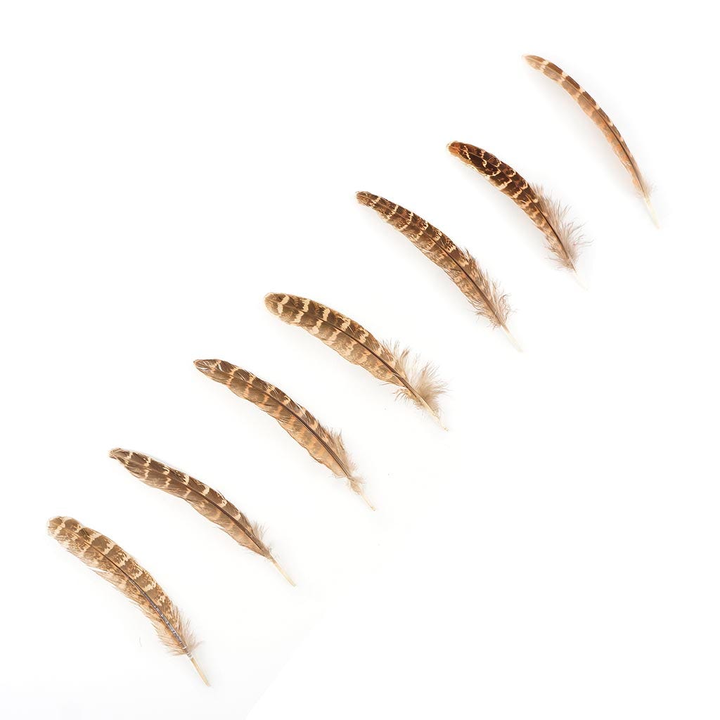 10 PC/PKG Female Ringneck Pheasant Tails 4-6"- Natural