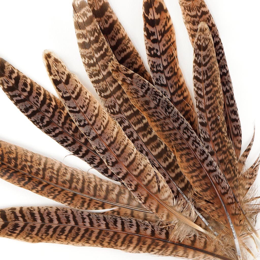 Female Ringneck Pheasant Tails - Natural - 6 - 8" (100pcs)