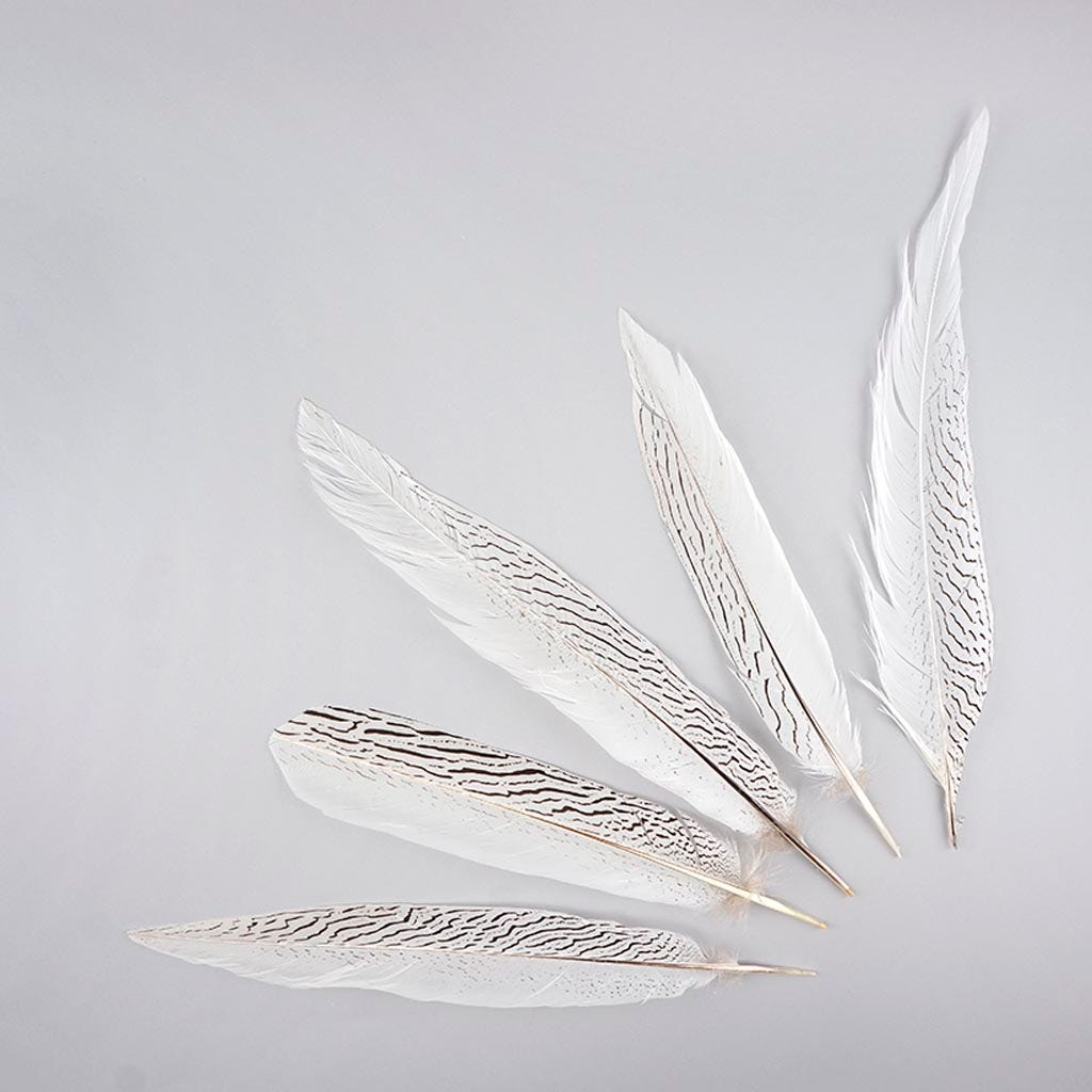 Silver Pheasant Tail Feathers - Natural