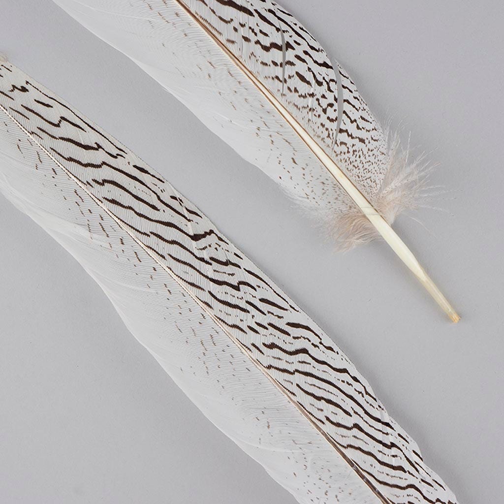 Silver Pheasant Tail Feathers - Natural