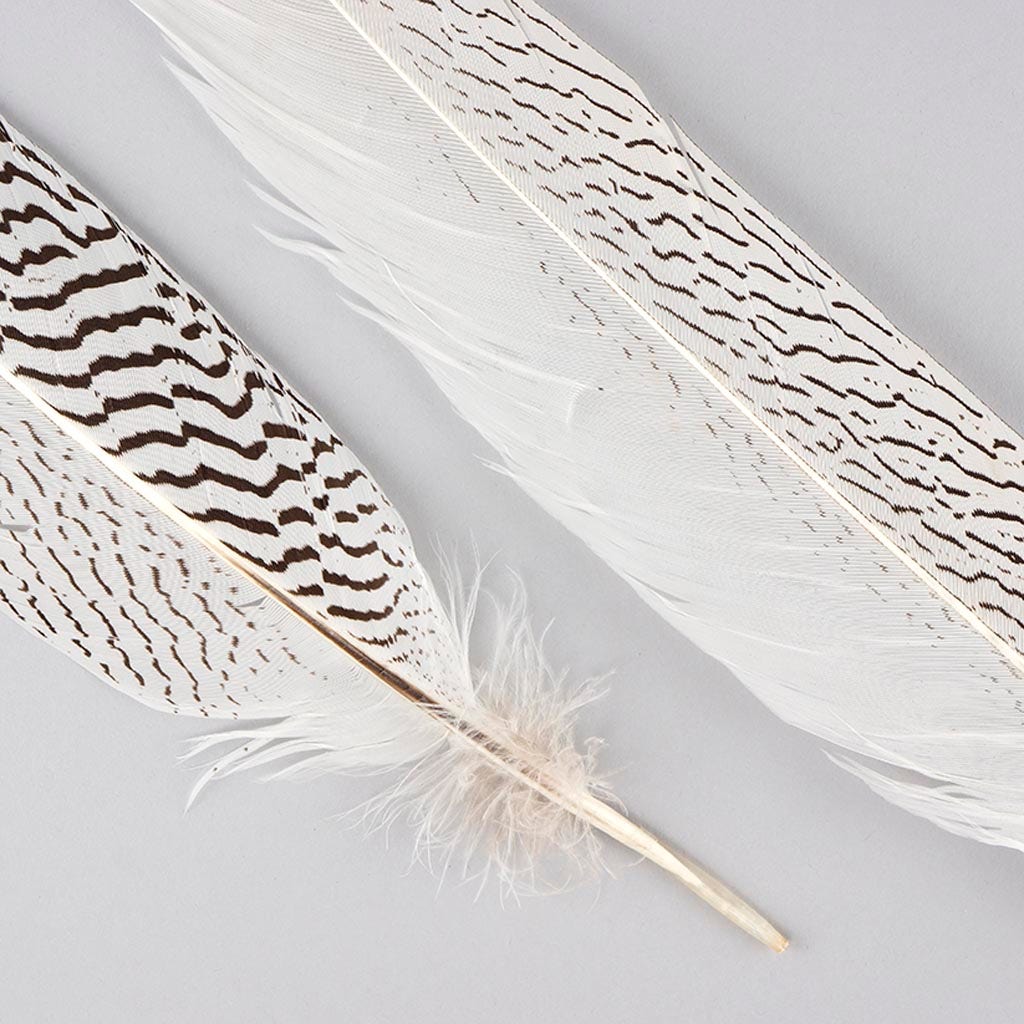 Silver Pheasant Tail Feathers - Natural - 20 - 25"