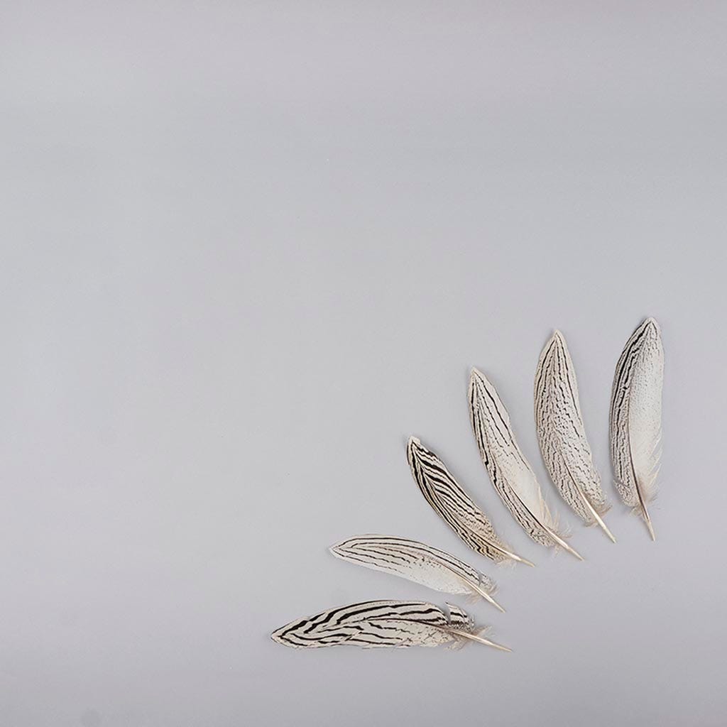 Silver Pheasant Tail Feathers - Natural