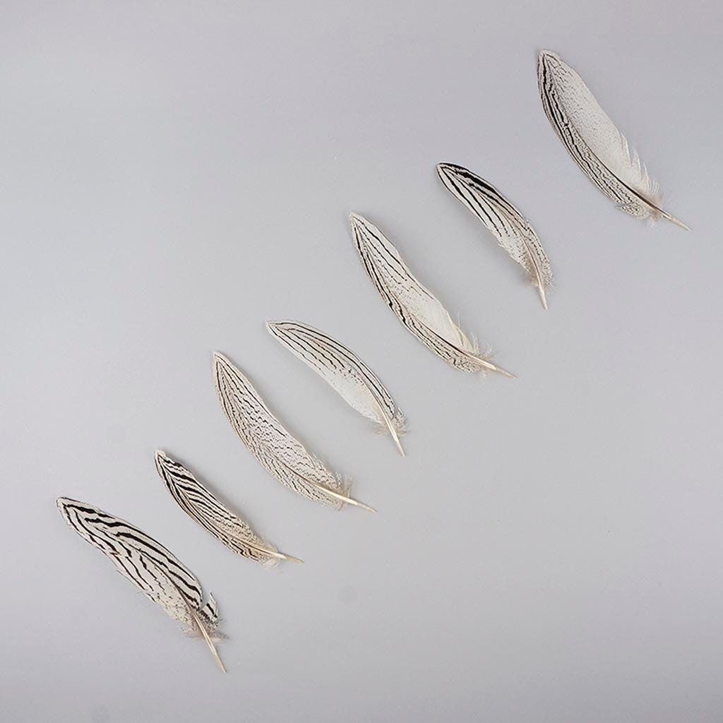 Silver Pheasant Tail Feathers - Natural