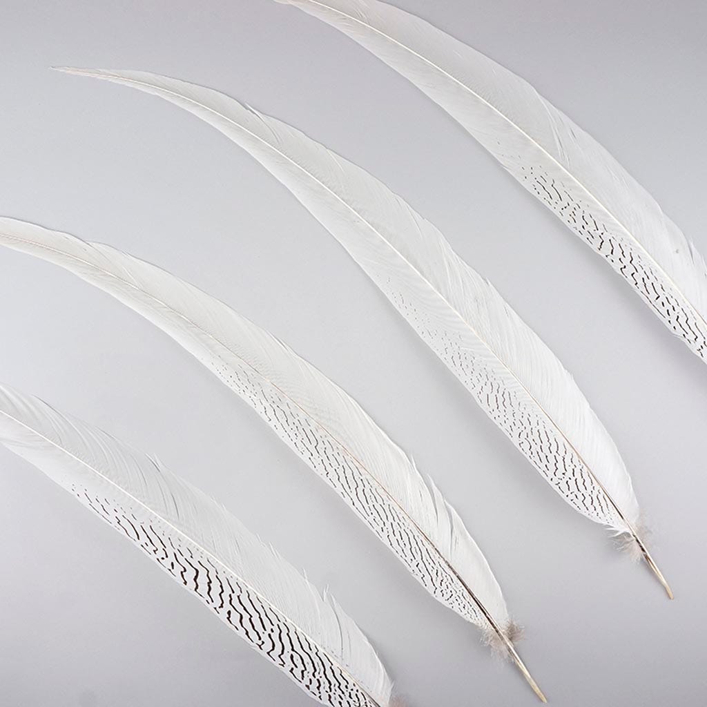 Silver Pheasant Tail Feathers - Natural