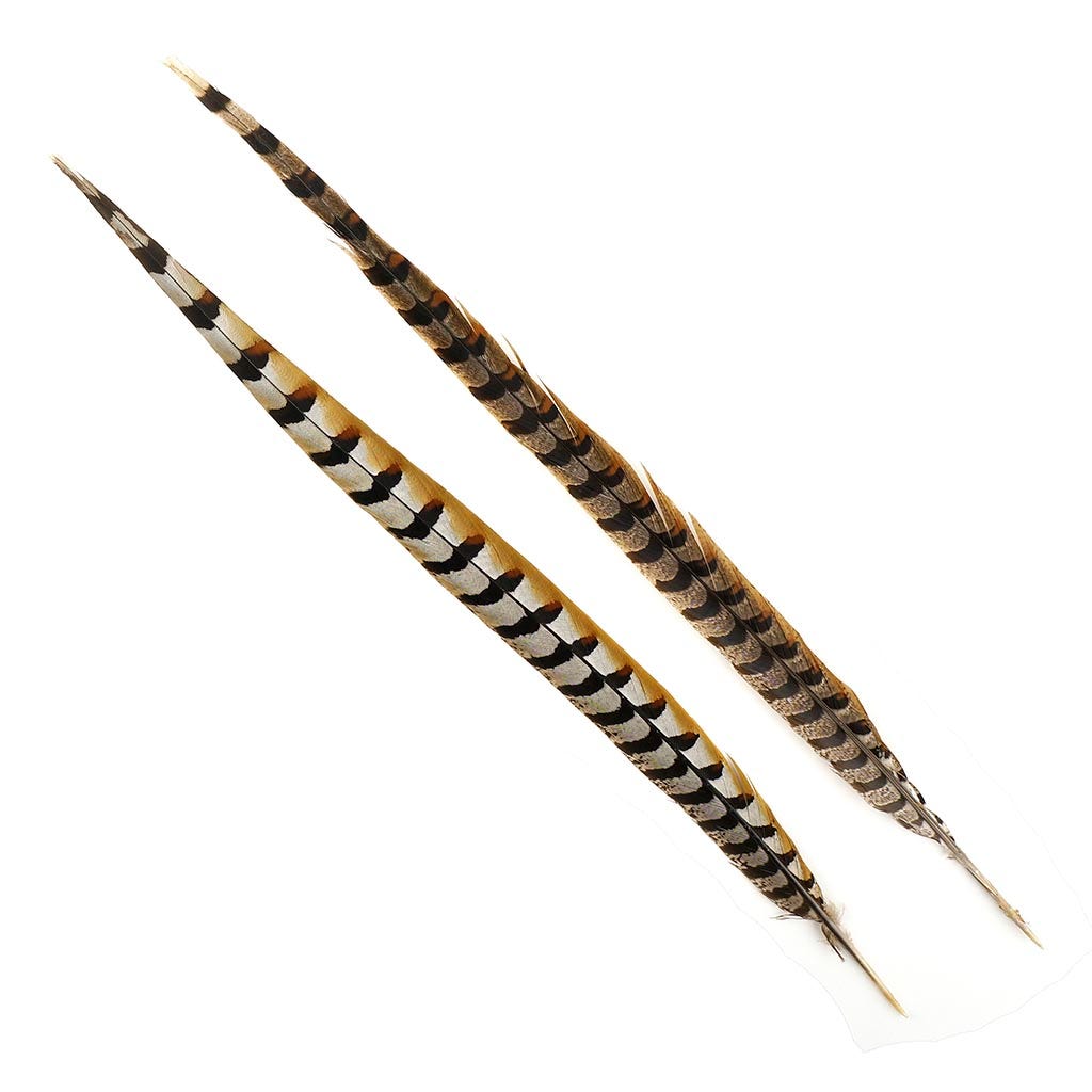 Venery Pheasant Tails - Natural - 20 - 30"