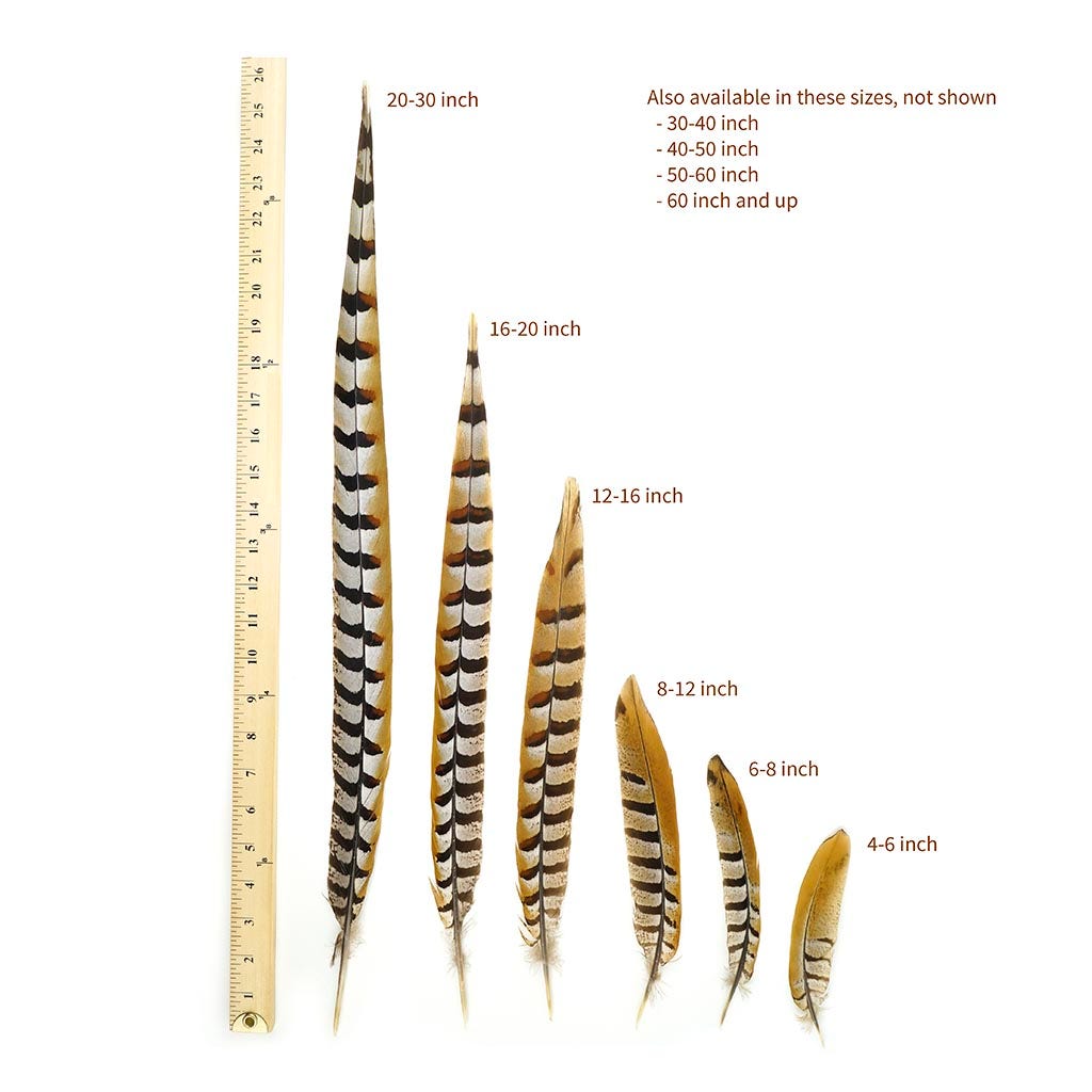 Venery Pheasant Tails - Natural - 60" and Up