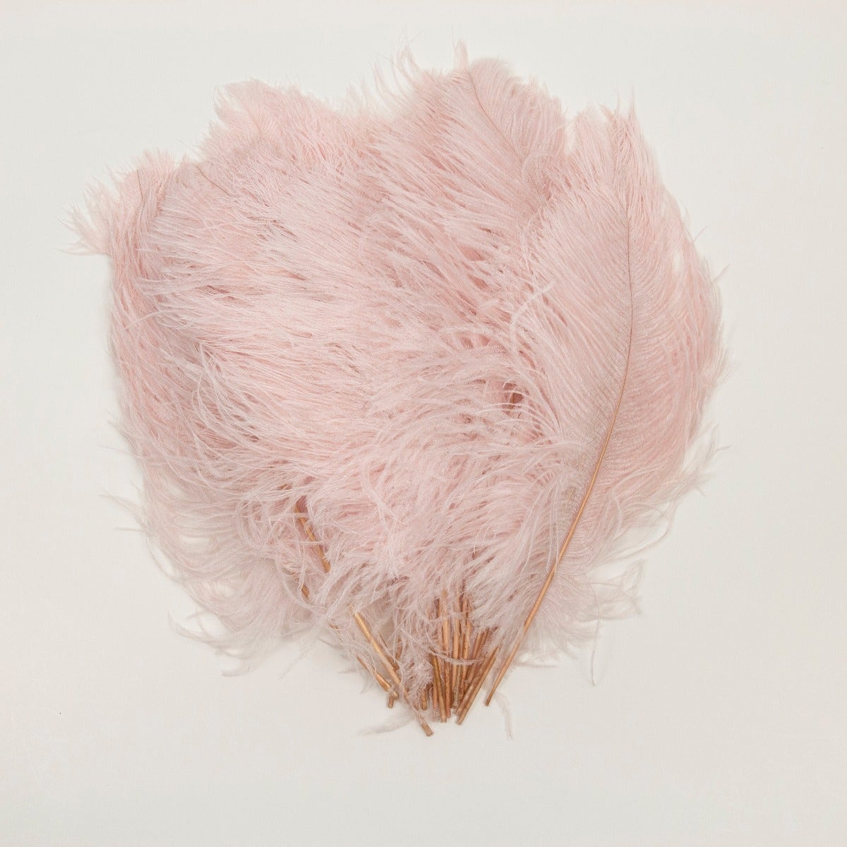 Ostrich Tails 16-18 inch - 30 PC - Champagne