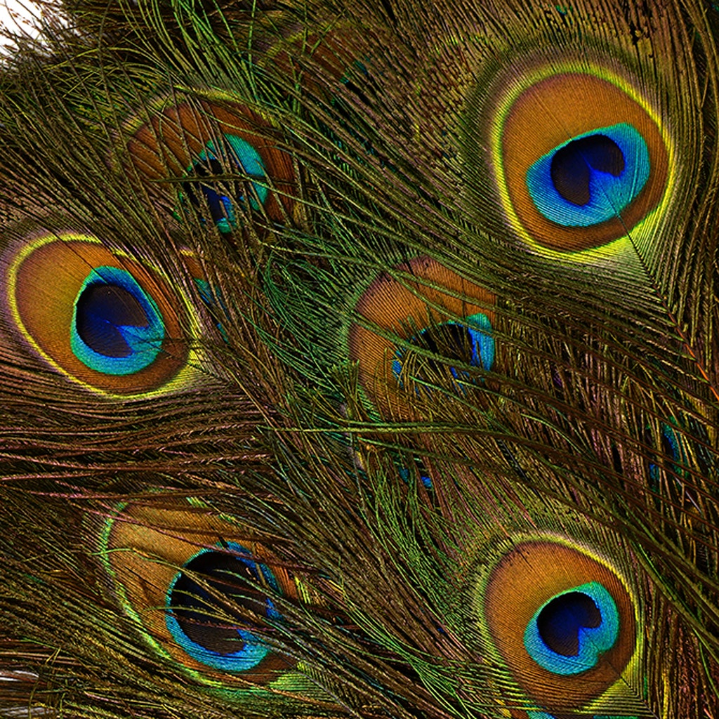 Peacock Feather Eyes Stem Dyed - Lime