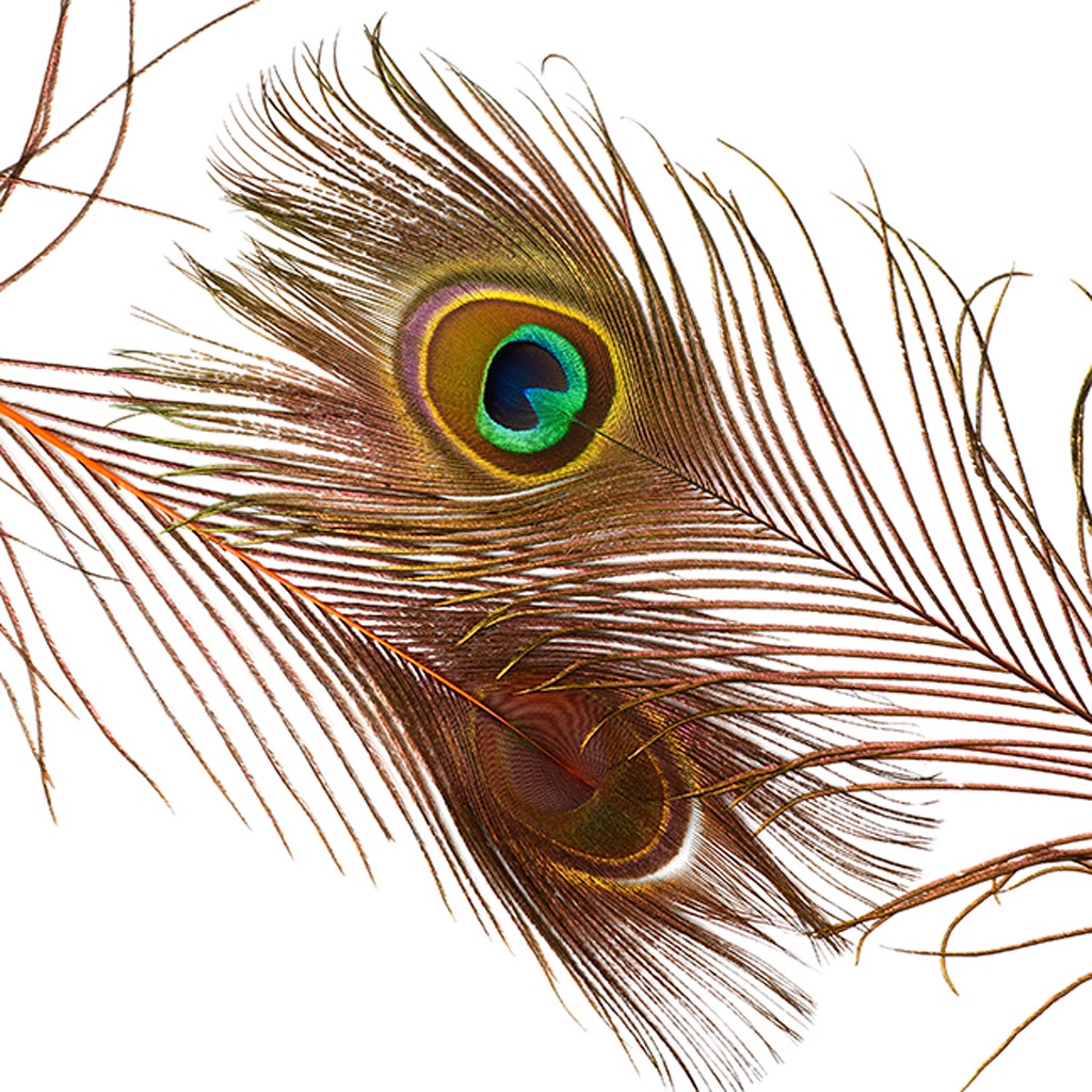 Bulk Peacock Eye Feathers (Full Eye) Stem Dyed 100 pc - 8-15" - Orange