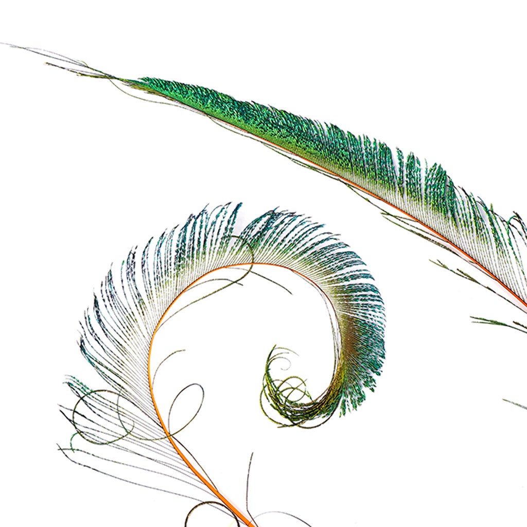 Peacock Swords Stem Dyed - Orange