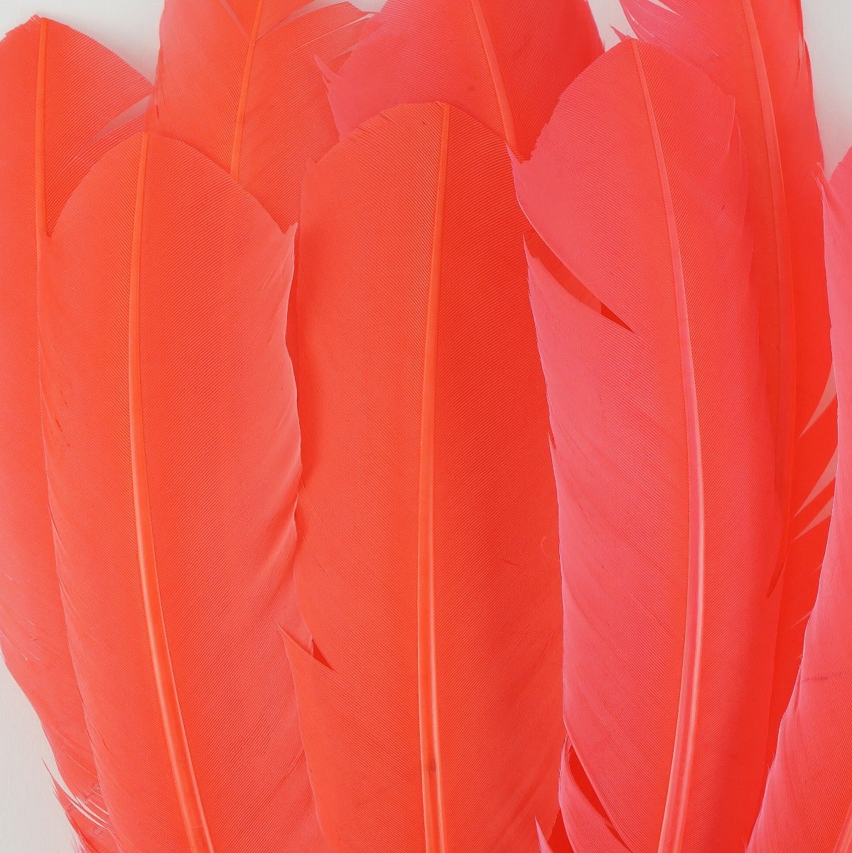 Turkey Quills by Pound - Right Wing - Hot Orange