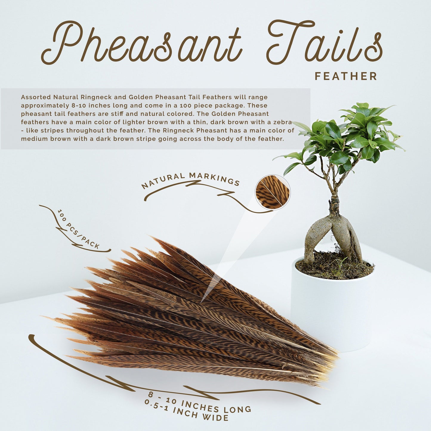 Golden Pheasant Tails Natural - 8 -10"