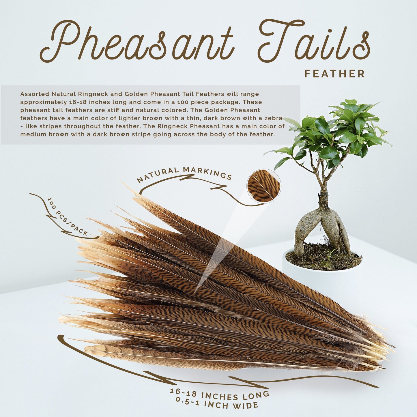 Golden Pheasant Tails Natural - 16 - 18"