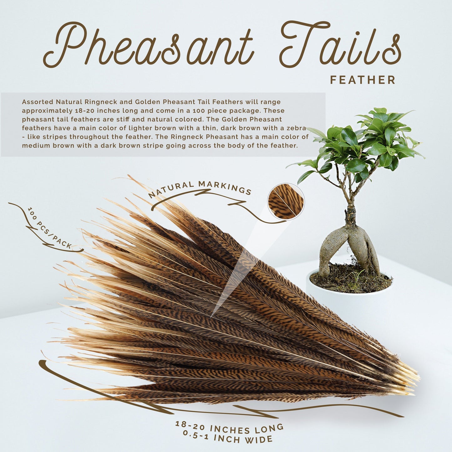 Golden Pheasant Tails Natural - 18 - 20"