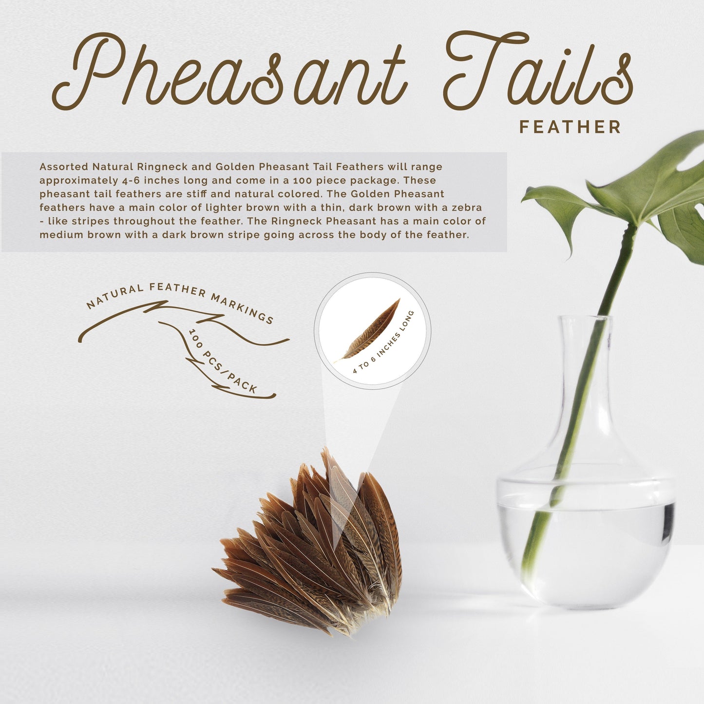 Golden Pheasant Tails Natural - 4 - 6"