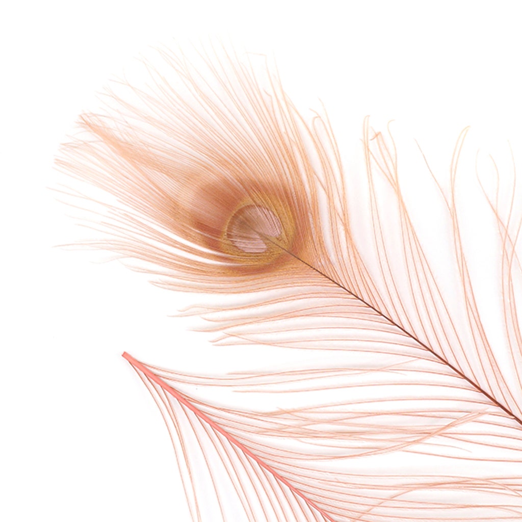 Peacock Tail Eyes Bleached and Dyed - 8-15” - 100 pc - Dusty Rose