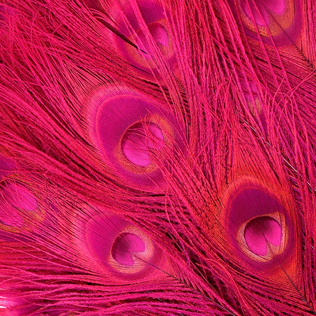 Bleached and Dyed Peacock Eye Feathers - 25-40 Inch - 10 PCS - Shocking Pink