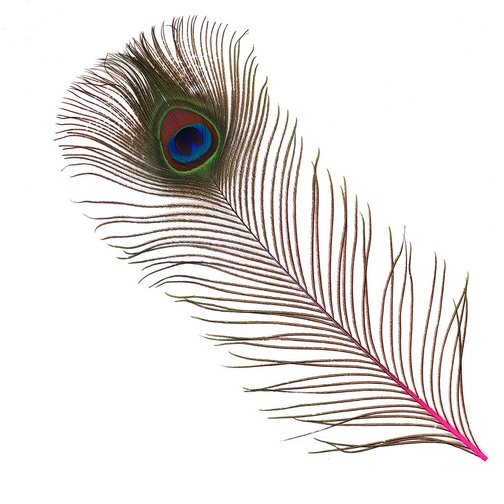 Peacock Feather Eyes Dyed Stem Shocking Pink