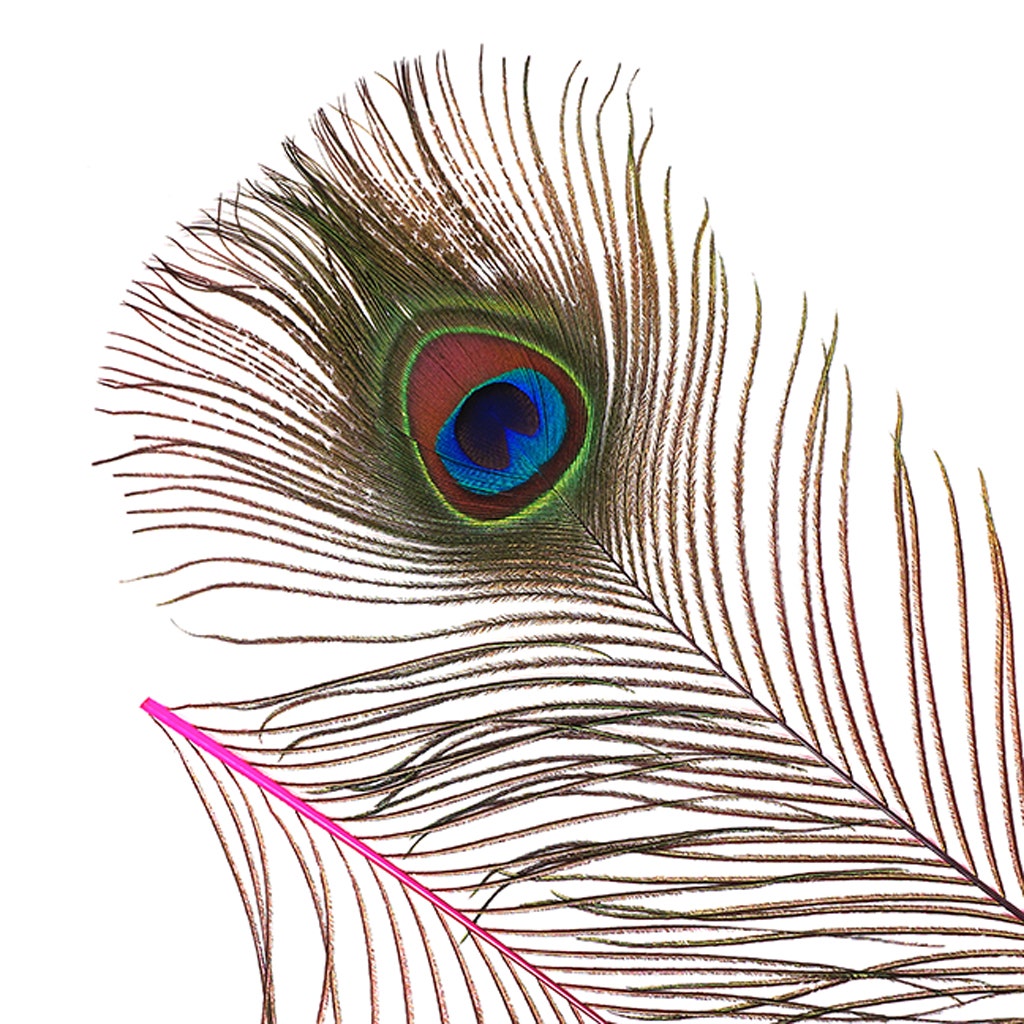 Bulk Peacock Eye Feathers (Full Eye) Stem Dyed 100 pc - 8-15" - Shocking Pink