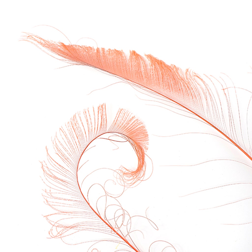 Peacock Swords Bleached/Dyed - Dusty Rose