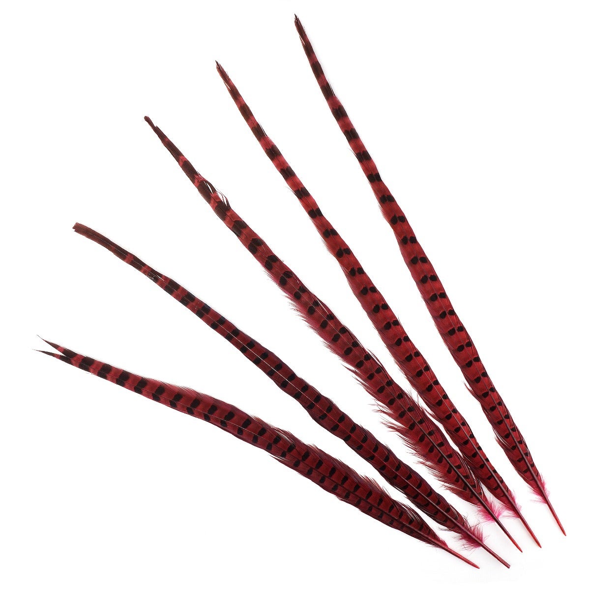 Dyed Shocking Pink Ringneck Pheasant Tails | Buy 20-24 Inches 5