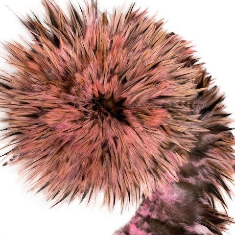 Badger Rooster Saddle Feathers Strung - 2" strip of 4-6" Rooster Feathers - Candy Pink