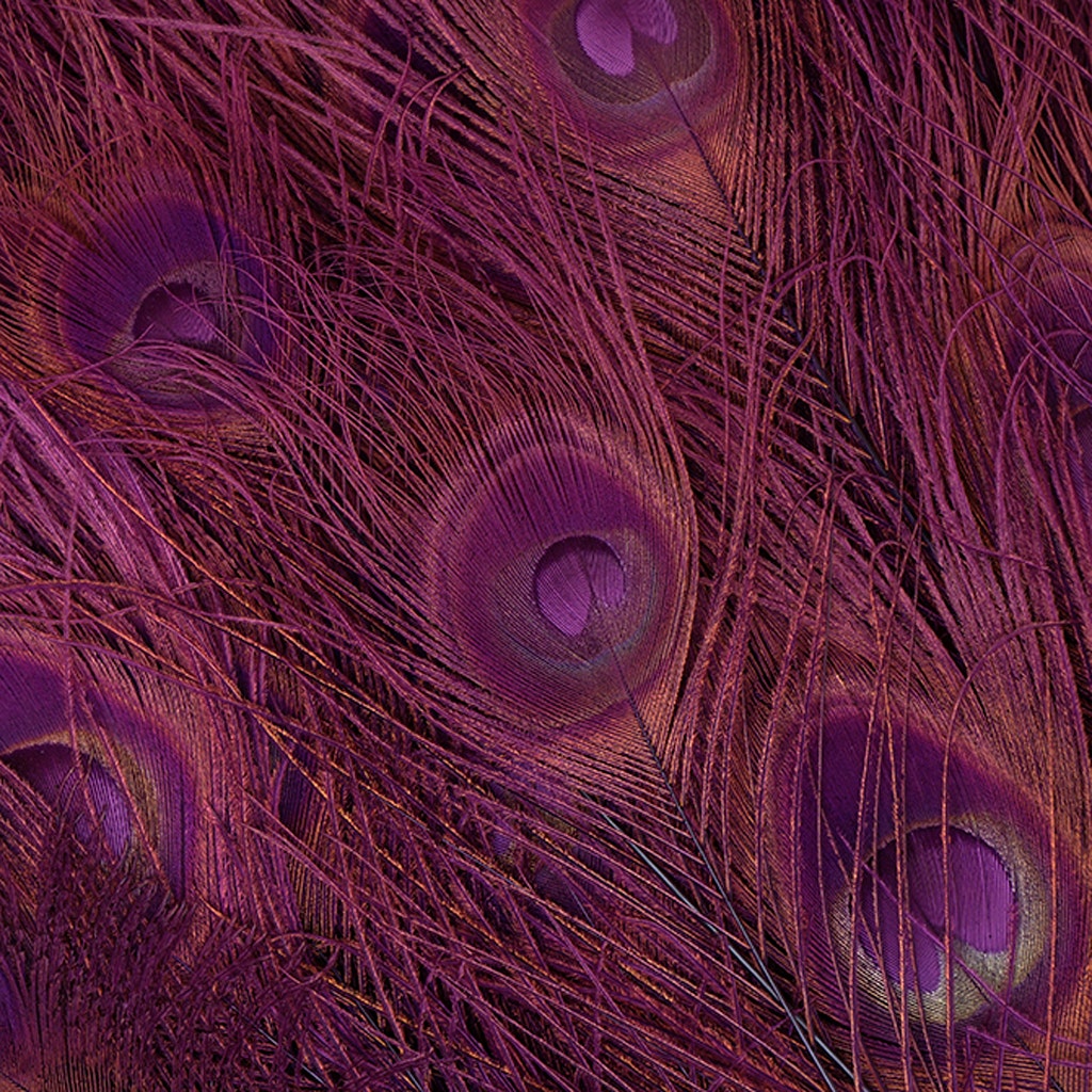 Peacock Eyes Bleached/Dyed - Purple 30-40" - 10 PC