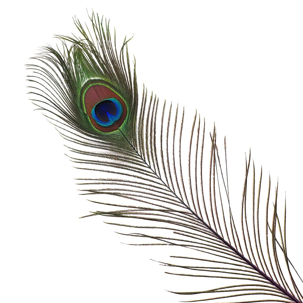 Peacock Feather Eyes Dyed Stem Purple