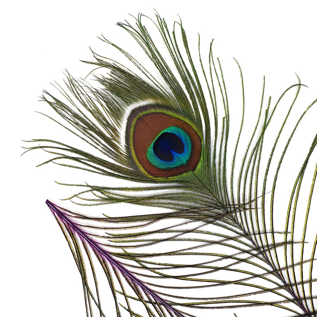 Peacock Feather Eyes Dyed Stem Purple