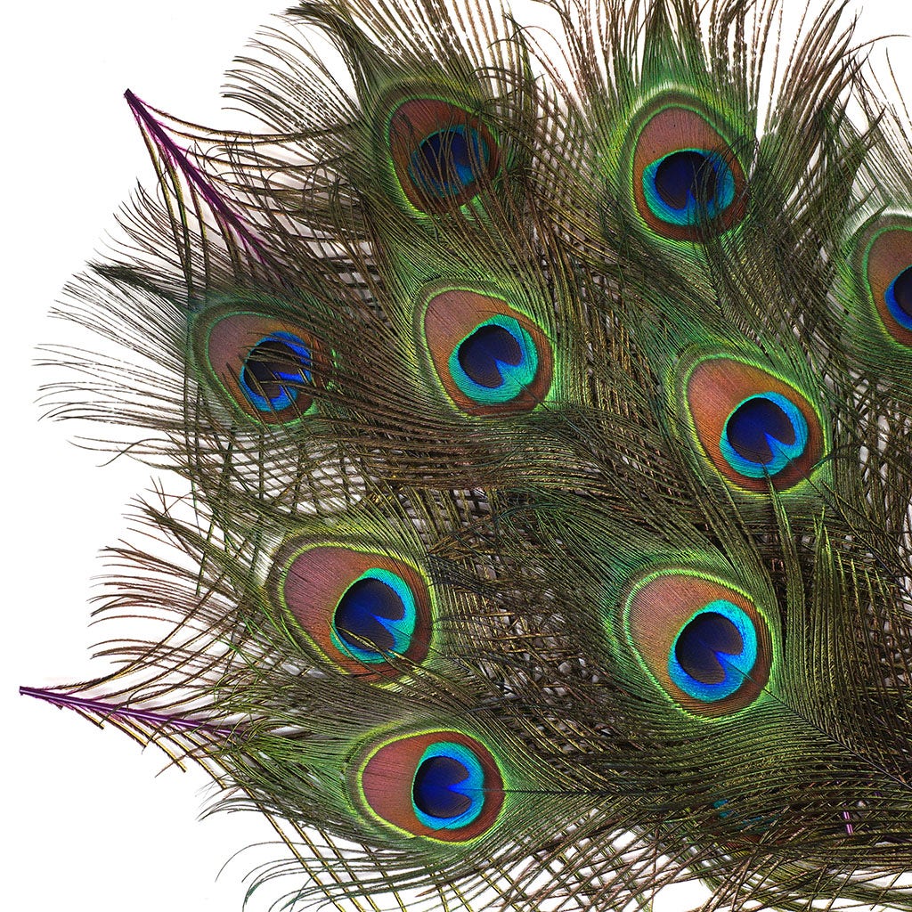Peacock Feather Eyes Dyed Stem Purple