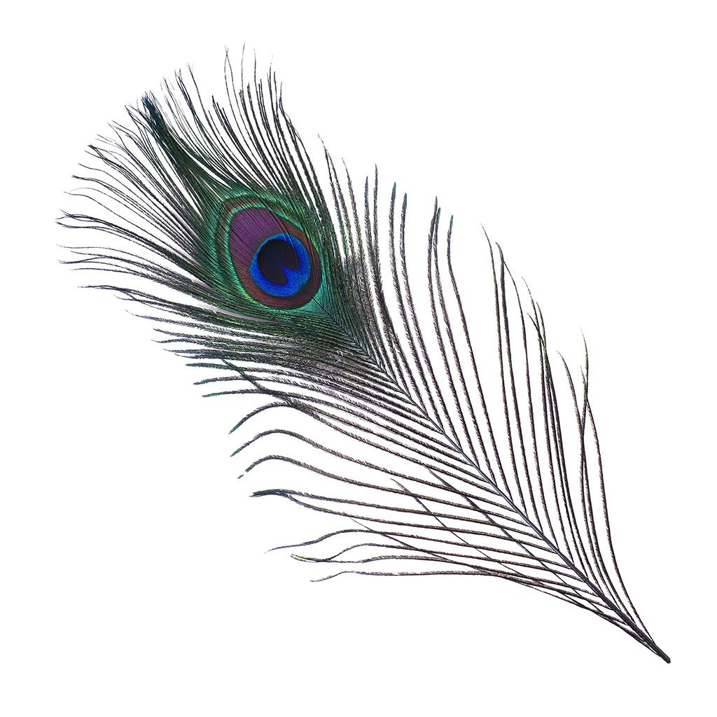 Peacock Feather Eyes Dyed Stem Regal