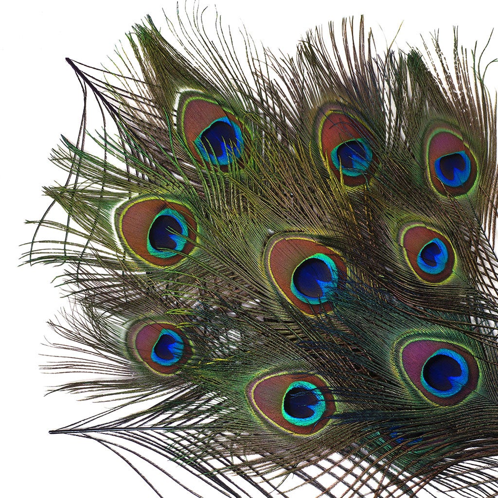 Peacock Feather Eyes Dyed Stem Regal