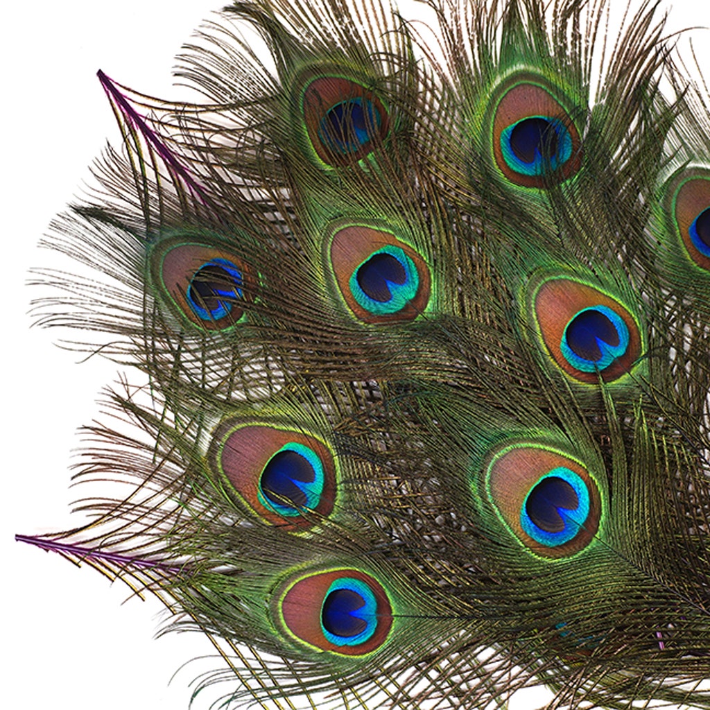 Bulk Peacock Eye Feathers (Full Eye) Stem Dyed 100 PC 8-15" - Purple