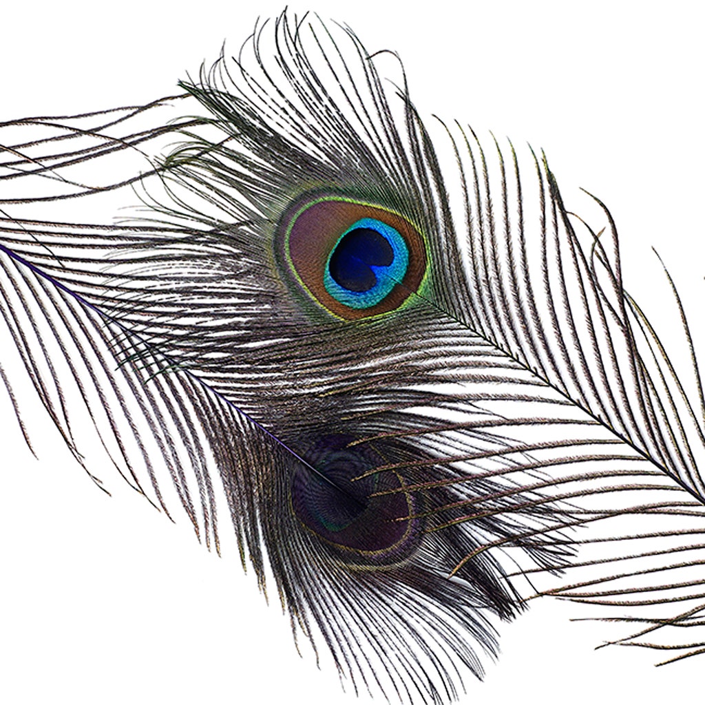 Bulk Peacock Eye Feathers (Full Eye) Stem Dyed 100 PC 8-15" - Regal