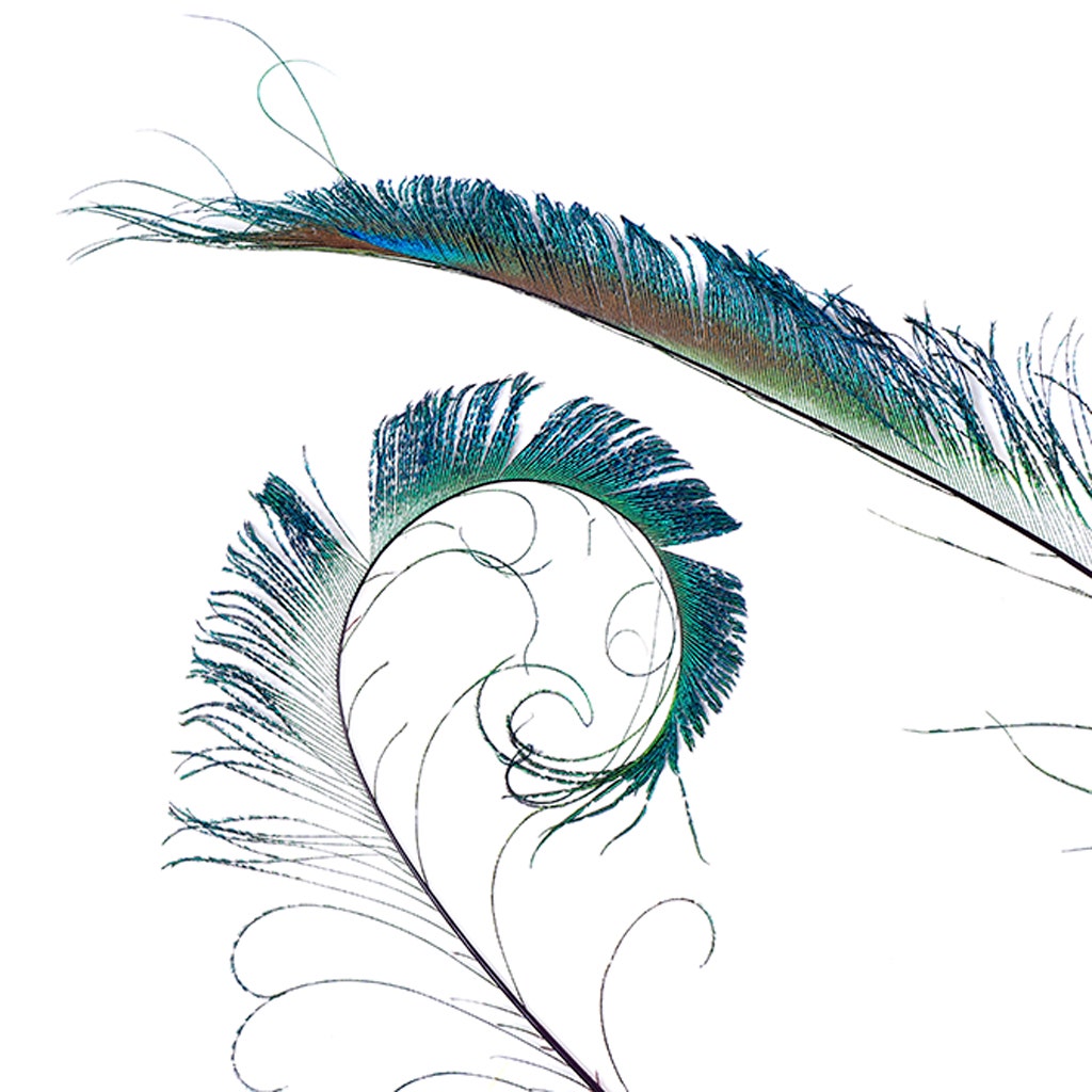 Bulk Peacock Sword Feathers Stem Dyed - 100 pc - 25-40" - Purple