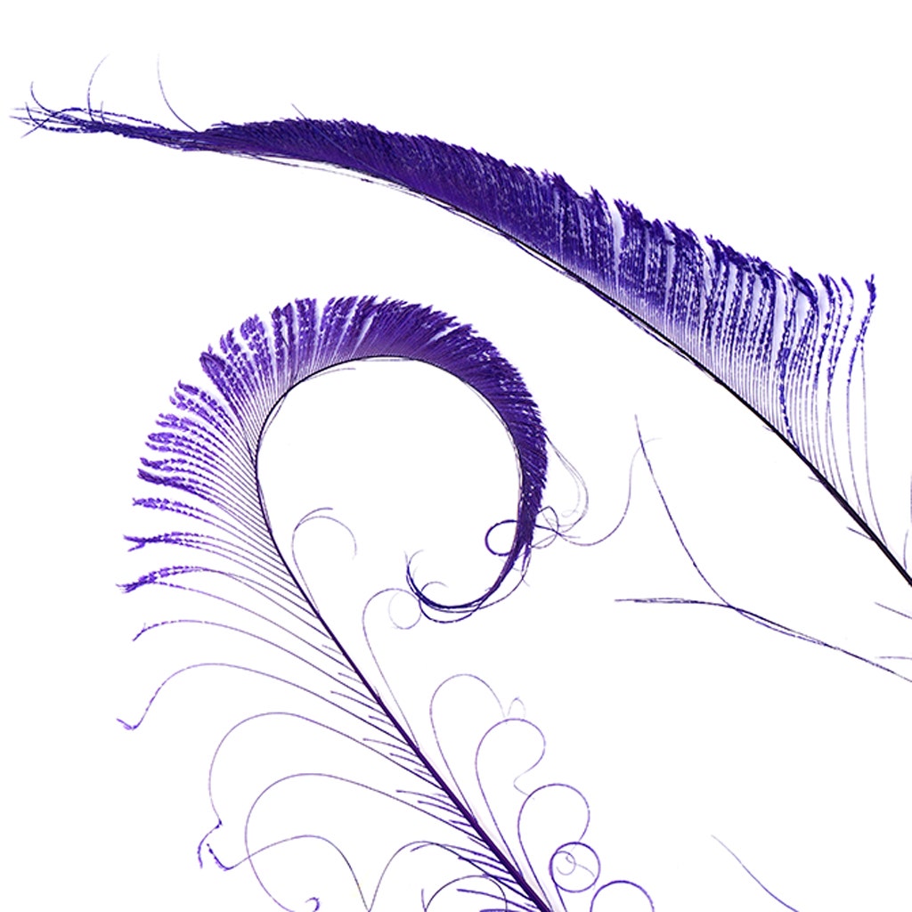 Peacock Swords Bleached Dyed - Regal