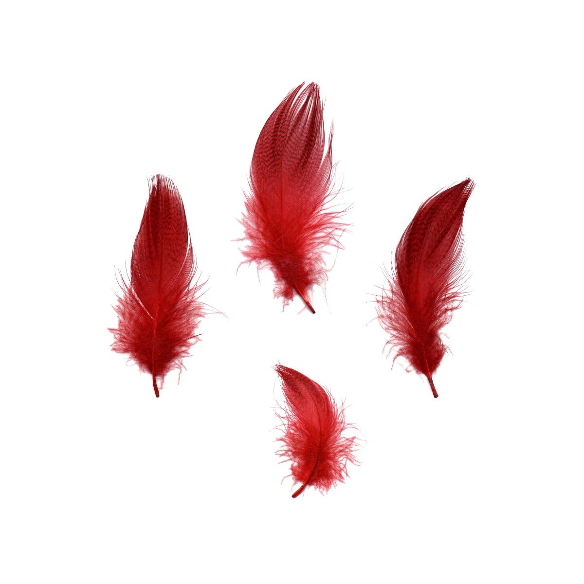 Duck Plumage Mallard Feathers - Red