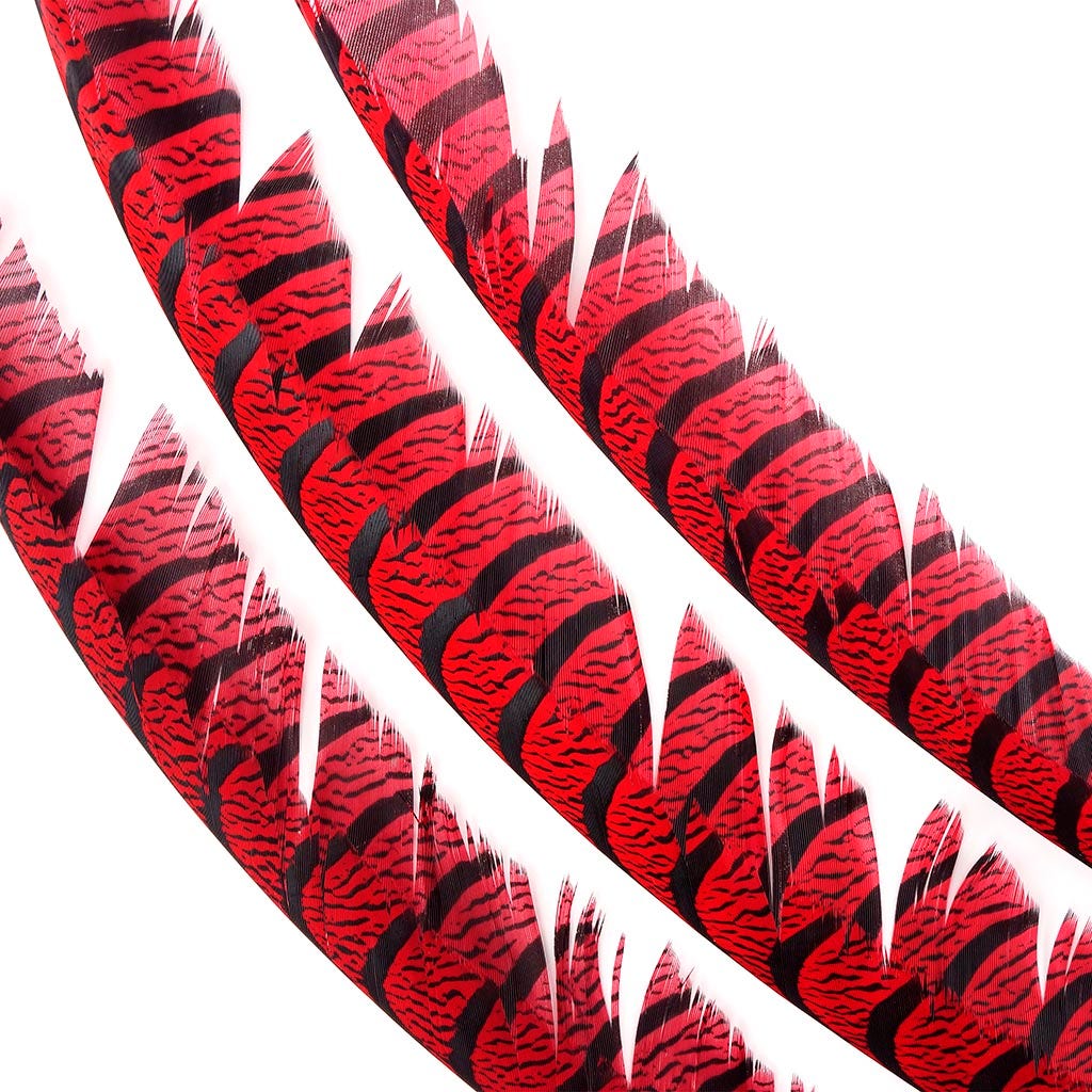 Lady Amherst Pheasant Tails Red