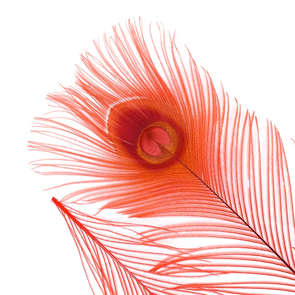 Peacock Tail Eyes Bleached and Dyed - 8-15” - 100 pc - Red