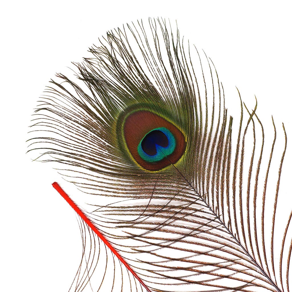 Peacock Feather Eyes Dyed Stem Red