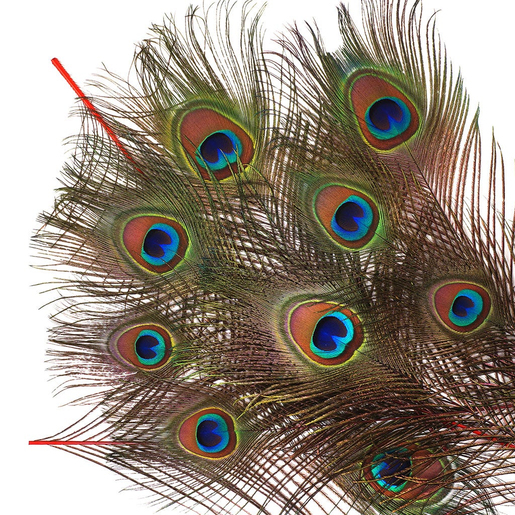 Peacock Feather Eyes Dyed Stem Red