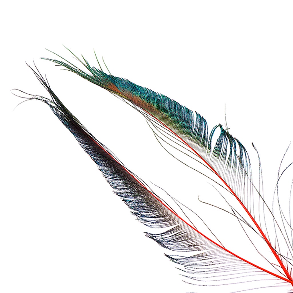 Bulk Peacock Sword Feathers Stem Dyed - 100 pc - 25-40" - Red