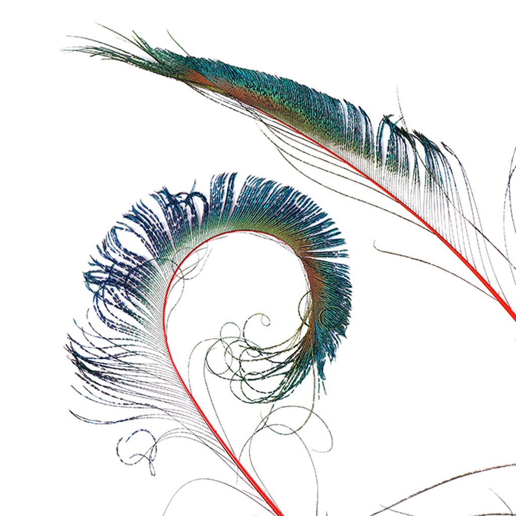 Bulk Peacock Sword Feathers Stem Dyed - 100 pc - 25-40" - Red